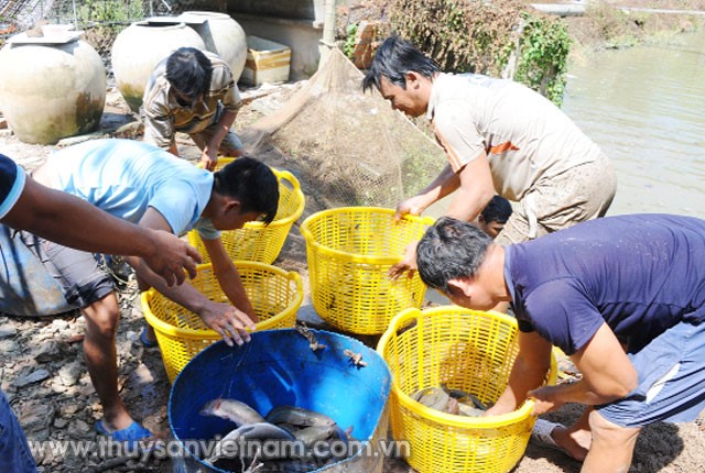 ĐBSCL: Thủy sản giảm giá, người dân thua lỗ