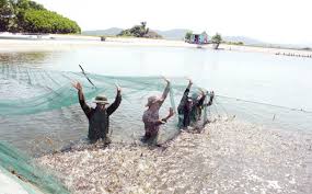 Tăng cường quản lý nuôi tôm nước lợ trong vùng nước ngọt