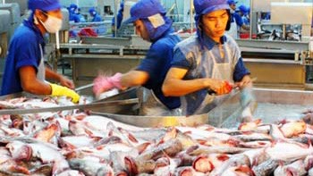Xuất khẩu cá tra cả năm 2013 đạt 1,8 tỷ USD