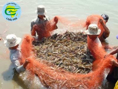 Bến Tre: Giá tôm tăng 30%, nhiều hộ nuôi trở lại