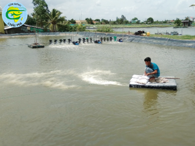 Vai trò của khoáng trong nuôi thâm canh, siêu thâm canh - ao lót bạt hoàn toàn