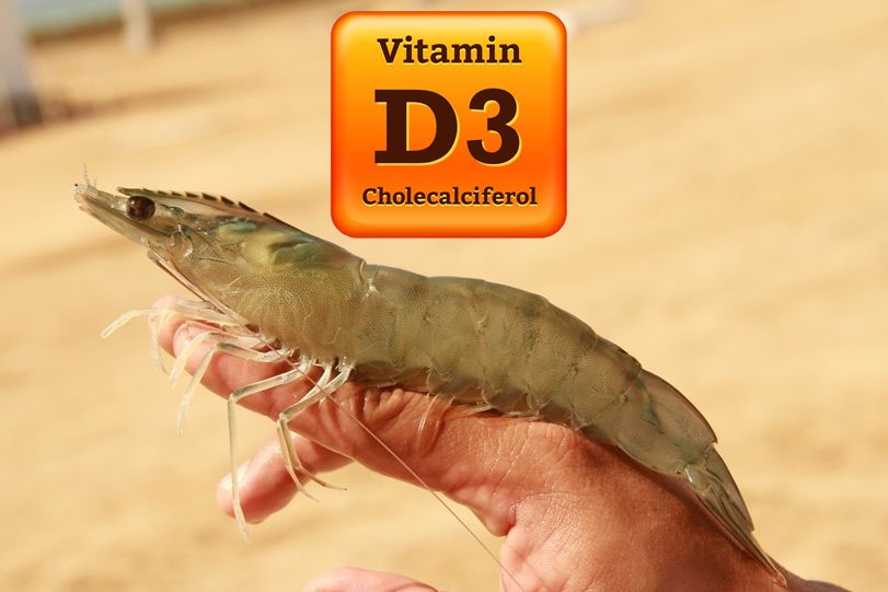 Vitamin D3 tăng cường khả năng miễn dịch cho tôm