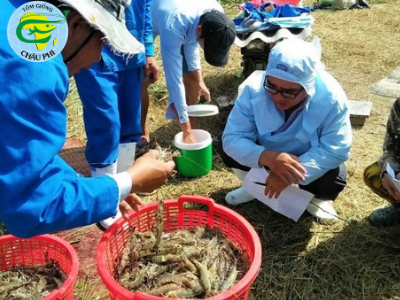Khát vọng làm giàu từ con tôm vùng bán đảo Cà Mau