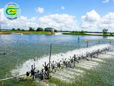Cách xử lý khi ao nuôi thường xuyên bị độ kiềm thấp