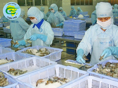 Doanh nghiệp đẩy mạnh việc thu mua tôm nguyên liệu