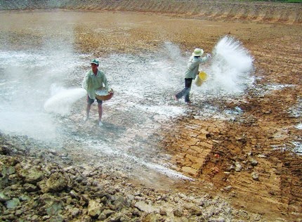 Cách sử dụng vôi trong ao nuôi tôm an toàn, hiệu quả nhất | Công Ty TNHH Tôm Giống Châu Phi