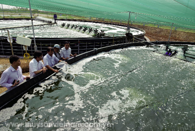 Bến Tre phát triển vùng nuôi tôm biển công nghệ cao