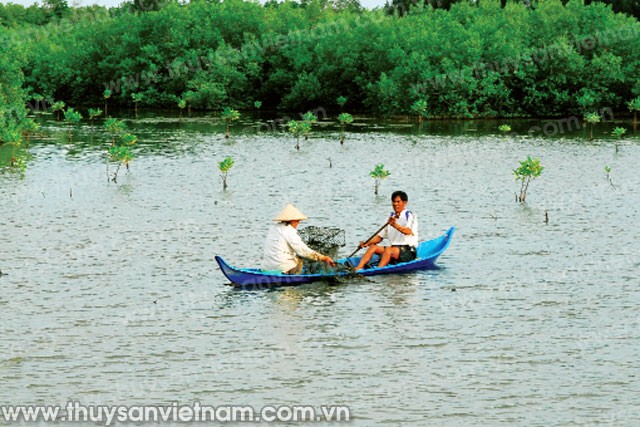 Hiệu quả từ mô hình nuôi tôm trong rừng ngập mặn ở ĐBSCL  VTVVN