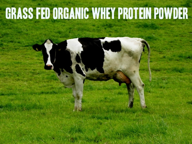GRASS FED COW WHEY PROTEIN - WHEY PROTEIN TỪ BÒ ĂN CỎ LÀ GÌ? SHOP THỂ HÌNH