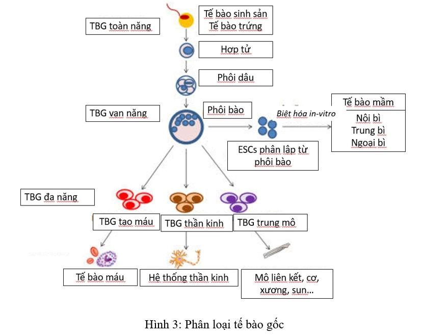 te-bao-goc-va-y-hoc-tai-tao