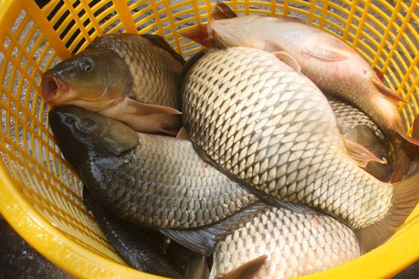 Giá cá Chép sông Đà tươi sống tại Hà Nội