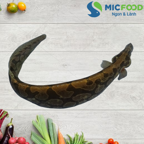 Chạch chấu tươi sống sông Đà bán ở đâu Hà Nội?