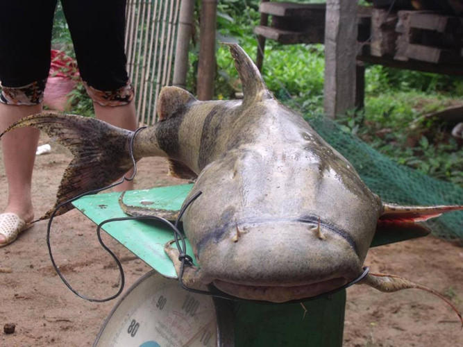 Cá Chiên sông Đà giá bao nhiêu - Siêu thị cá sông Đà