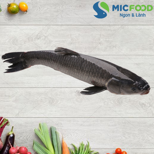 Cá Trắm đen khủng- Món ngon và vị thuốc dân gian