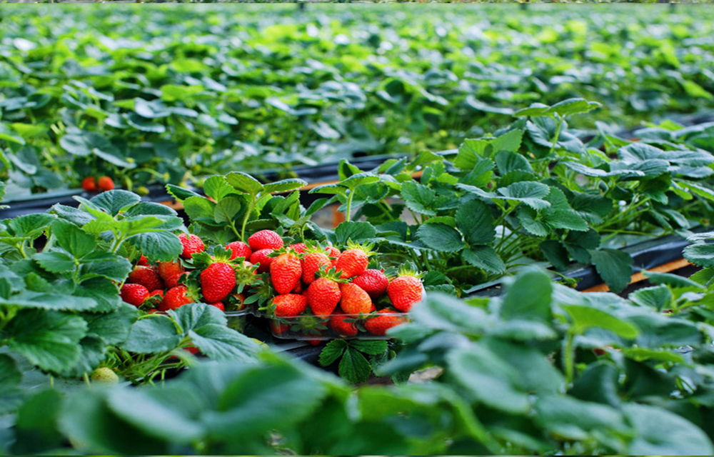 TOUR ĐÀ LẠT 4N3D,  THỨ 5 HÀNG TUẦN