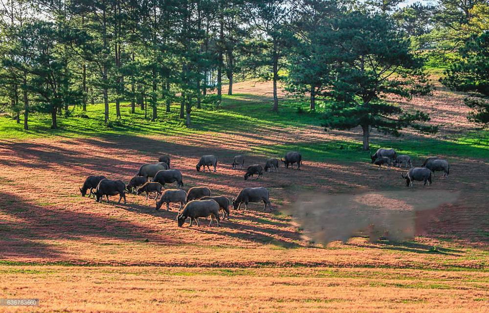 TOUR BAN MÊ - KHÁM PHÁ NÚI RỪNG TÂY NGUYÊN