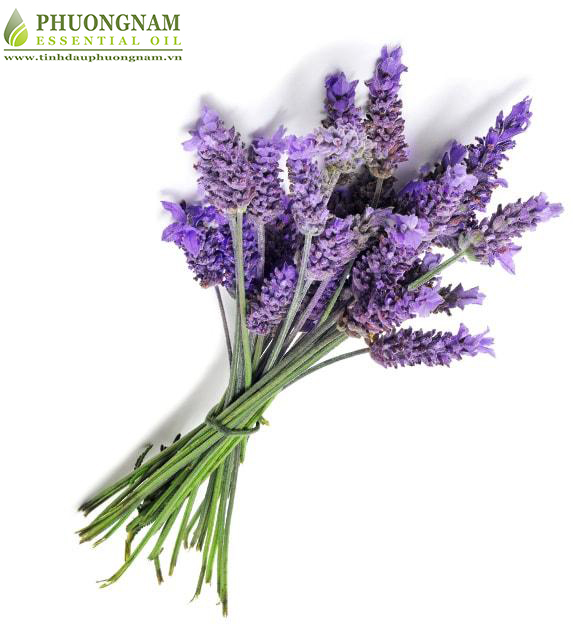 NHỮNG TÁC DỤNG ÍT AI BIẾT CỦA TINH DẦU OẢI HƯƠNG (LAVENDER)