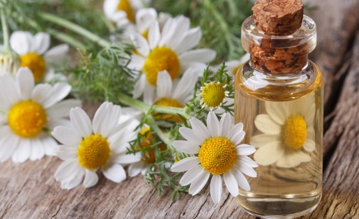 Tinh Dầu Phương Nam-Tinh Dầu Cúc Trắng La Mã(Chamomile) Chữa Bách Bệnh Tinh-dau-cuc-la-ma