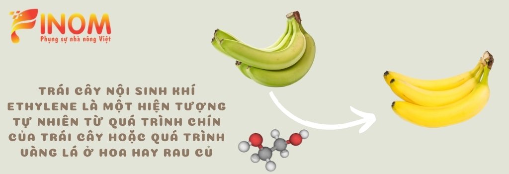 KHÍ ETHYLENE TRONG TRÁI CÂY VÀ RAU CỦ QUẢ LÀ GÌ? TẠI SAO MỘT SỐ LOẠI T