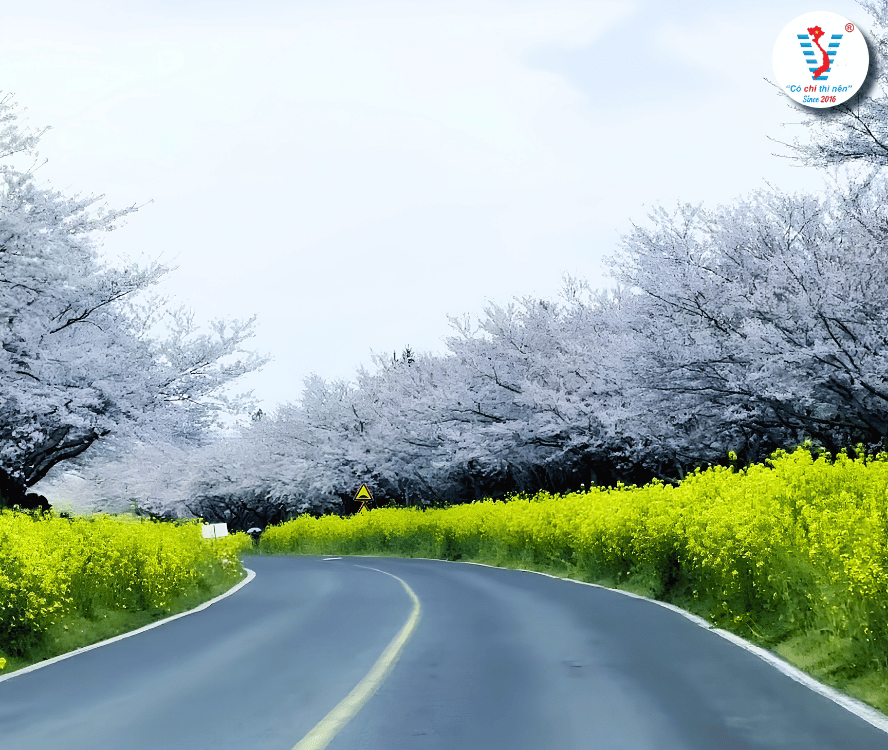 Mùa Hoa Anh Đào Đẹp Nhất Jeju – Khoảnh Khắc Đặc Biệt Trong Chuyến Công Tác Cùng Viet Spirit