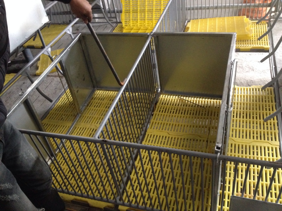 Tại sao nên lót chuồng chăn nuôi heo, chó bằng sàn nhựa lót chuồng?