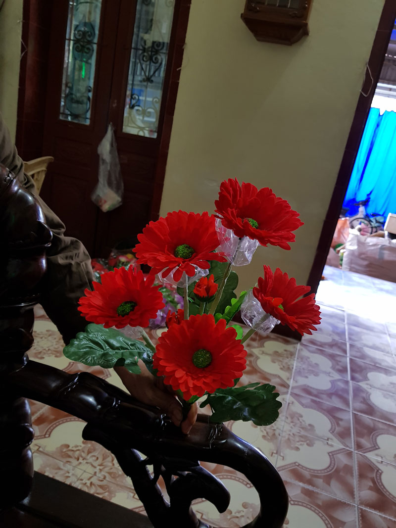 Hoa đồng tiền