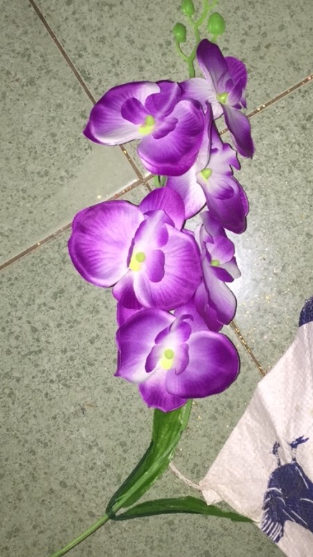 Cành hoa lan