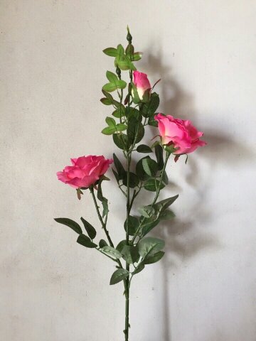 Cành hoa hồng hồng đậm