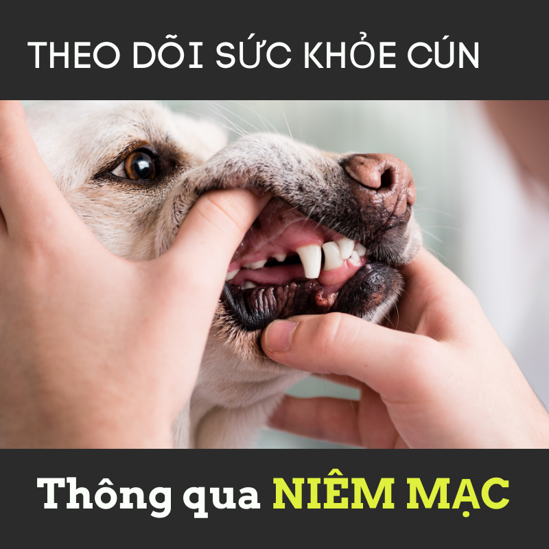 CÁC DẤU HIỆU NIÊM MẠC BẤT THƯỜNG