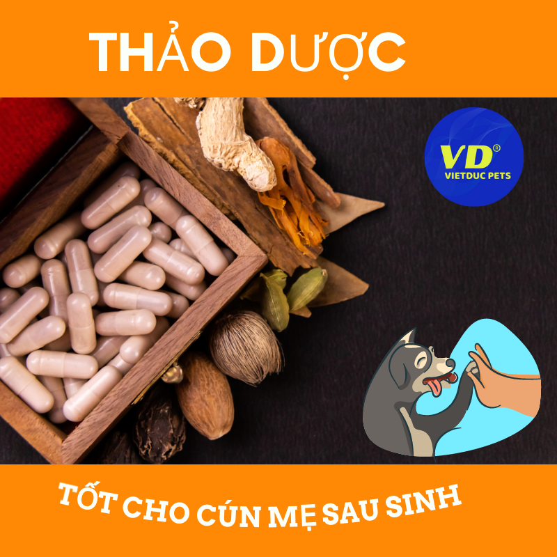 THẢO DƯỢC DÀNH CHO CÚN MẸ SAU SINH