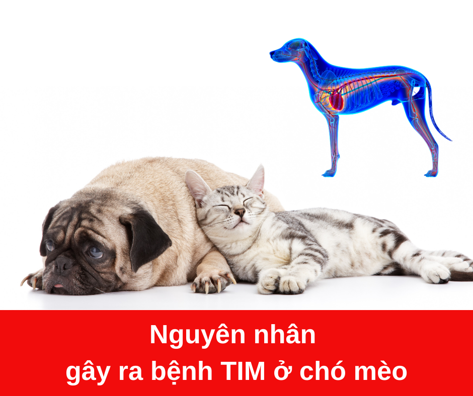 Nguyên nhân gây ra bệnh tim ở chó mèo