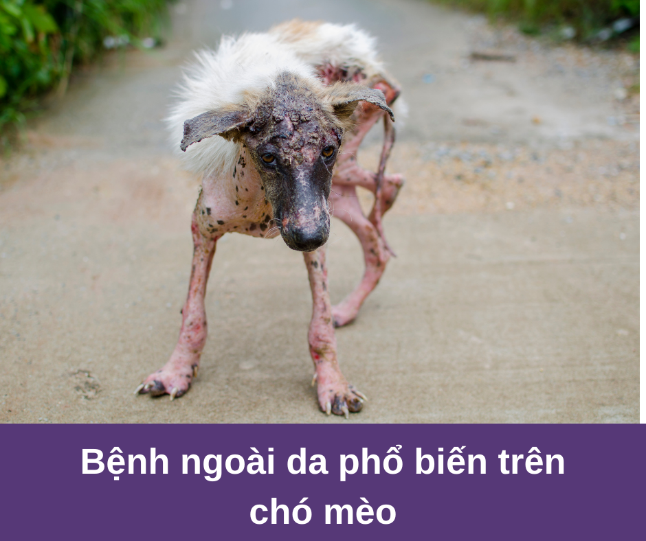 Bệnh ngoài da phổ biến trên chó mèo