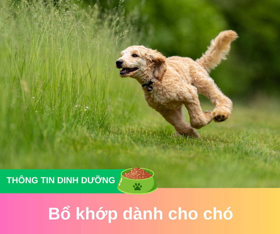 Lợi ích của việc dùng sản phẩm Bổ khớp cho chó