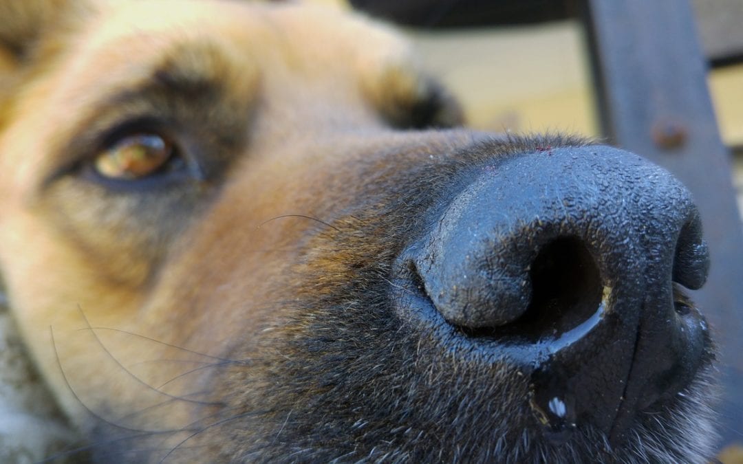 Bệnh xoắn khuẩn (Leptospirosis) ở chó