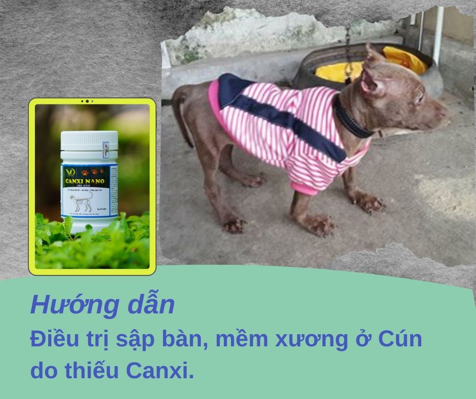 Cách chữa chó bị hạ bàn, mềm xương do thiếu canxi