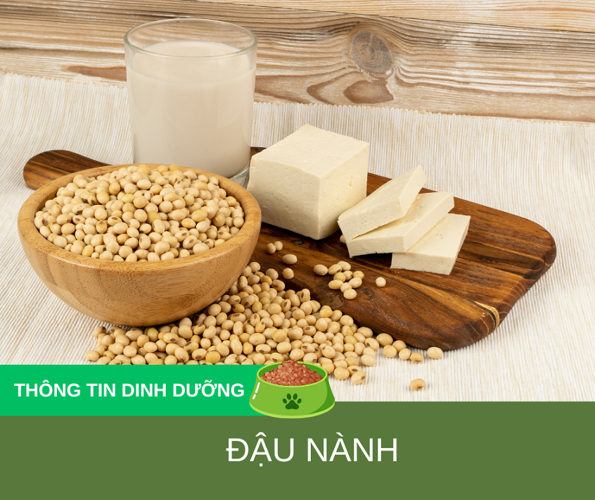 Tìm hiểu về đậu nành trong thức ăn của chó