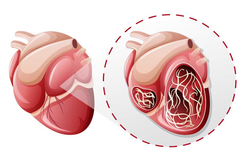 BỆNH GIUN TIM Ở CHÓ