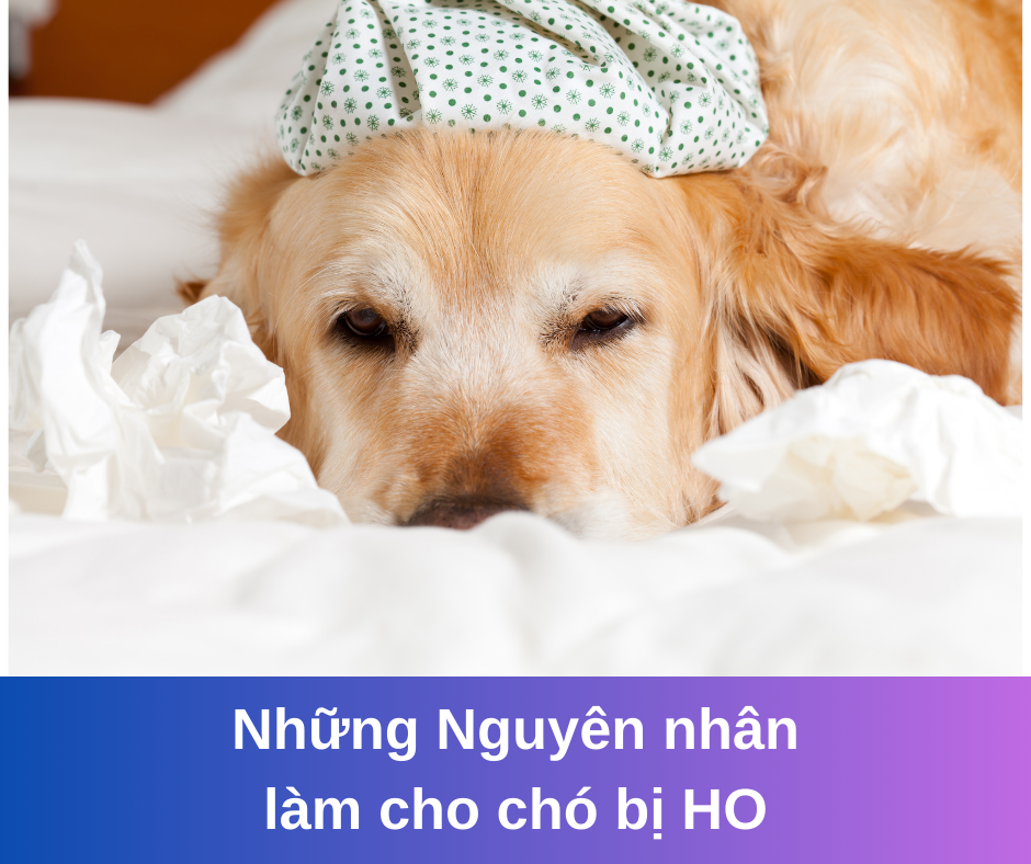 Nguyên nhân làm cho chó bị ho