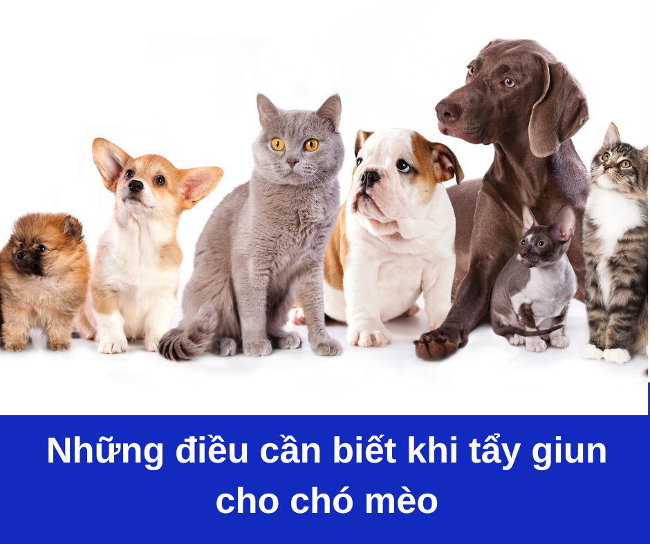 Những điều cần lưu ý khi tẩy giun cho chó mèo