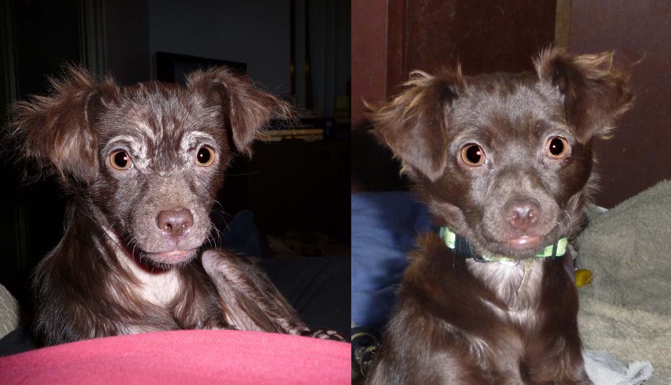 BỆNH GHẺ DEMODEX CANIS