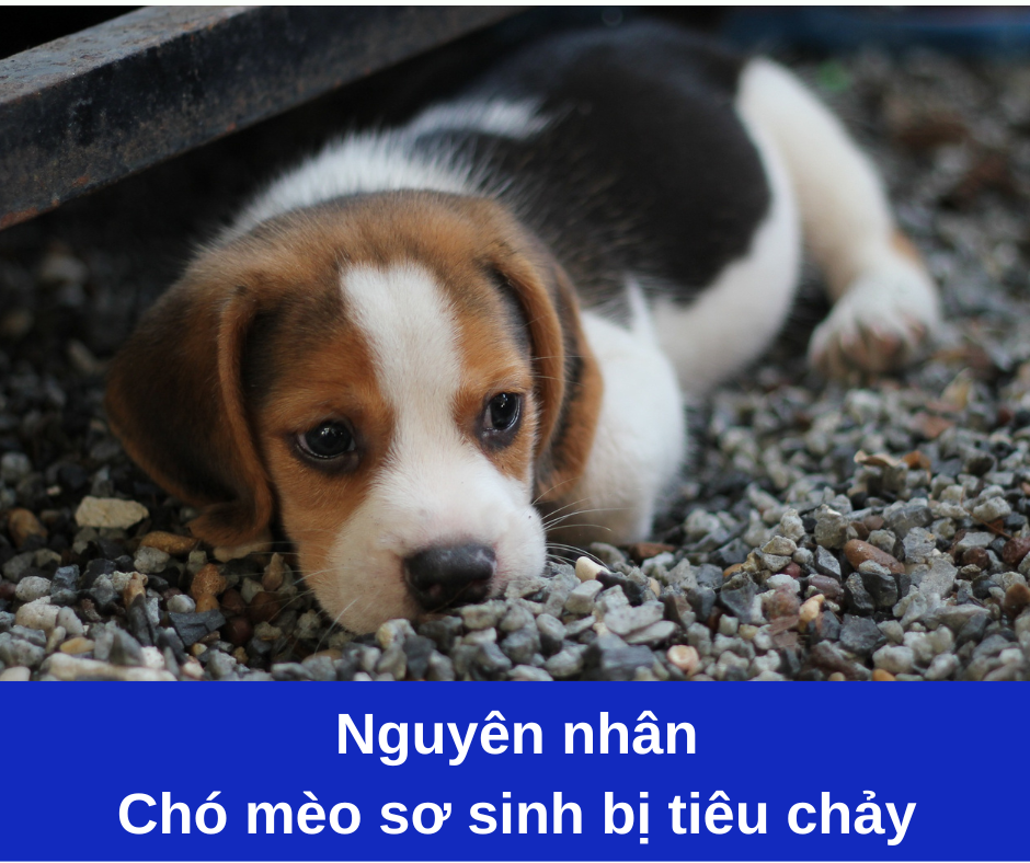 Nguyên nhân có thể gây tiêu chảy ở chó mèo sơ sinh VIETDUC PETS CENTRE