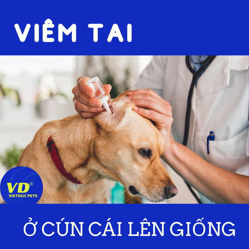 HIỆN TƯỢNG VIÊM TAI Ở CÚN CÁI LÊN GIỐNG