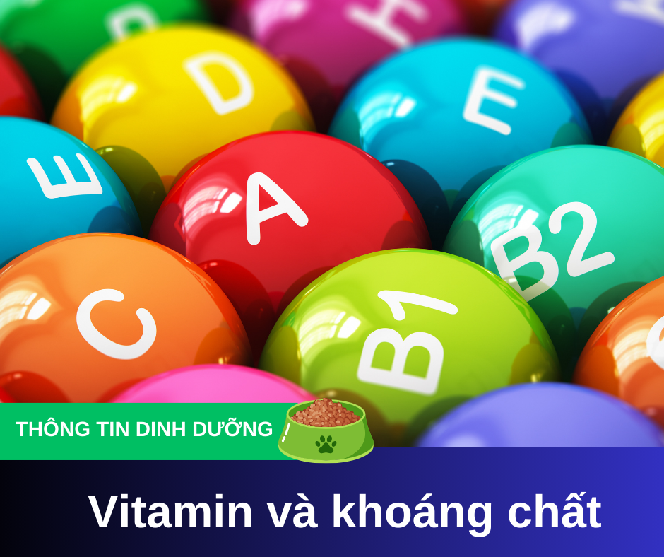 Vitamin và khoáng chất cần thiết trong dinh dưỡng cho chó