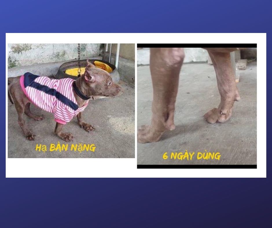 Chó bị hạ bàn - cách chữa trị hiệu quả 5 Chó bị hạ bàn