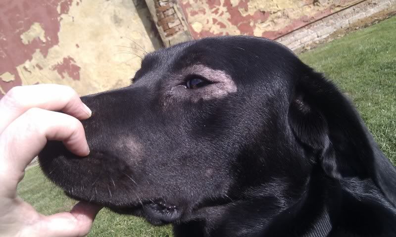 BỆNH GHẺ DEMODEX CANIS VIETDUC PETS CENTRE