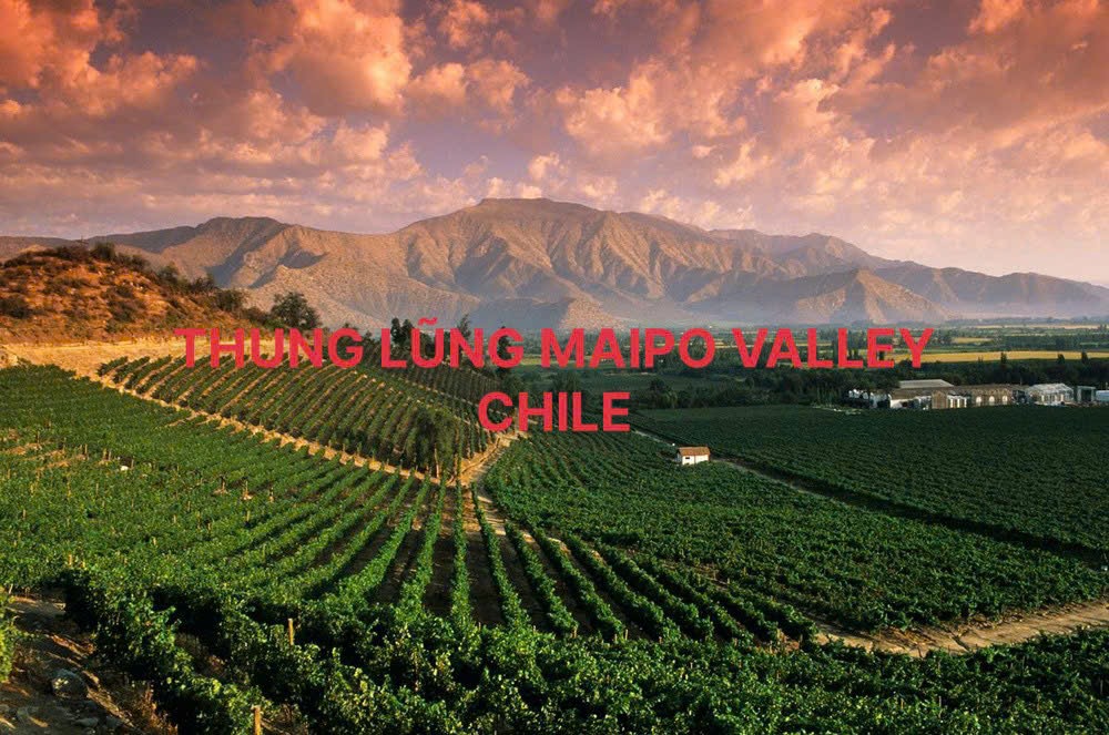 Maipo Valley ? Thường thức rượu vang Chile đích thực.