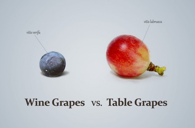 Tìm hiểu về rượu vang .