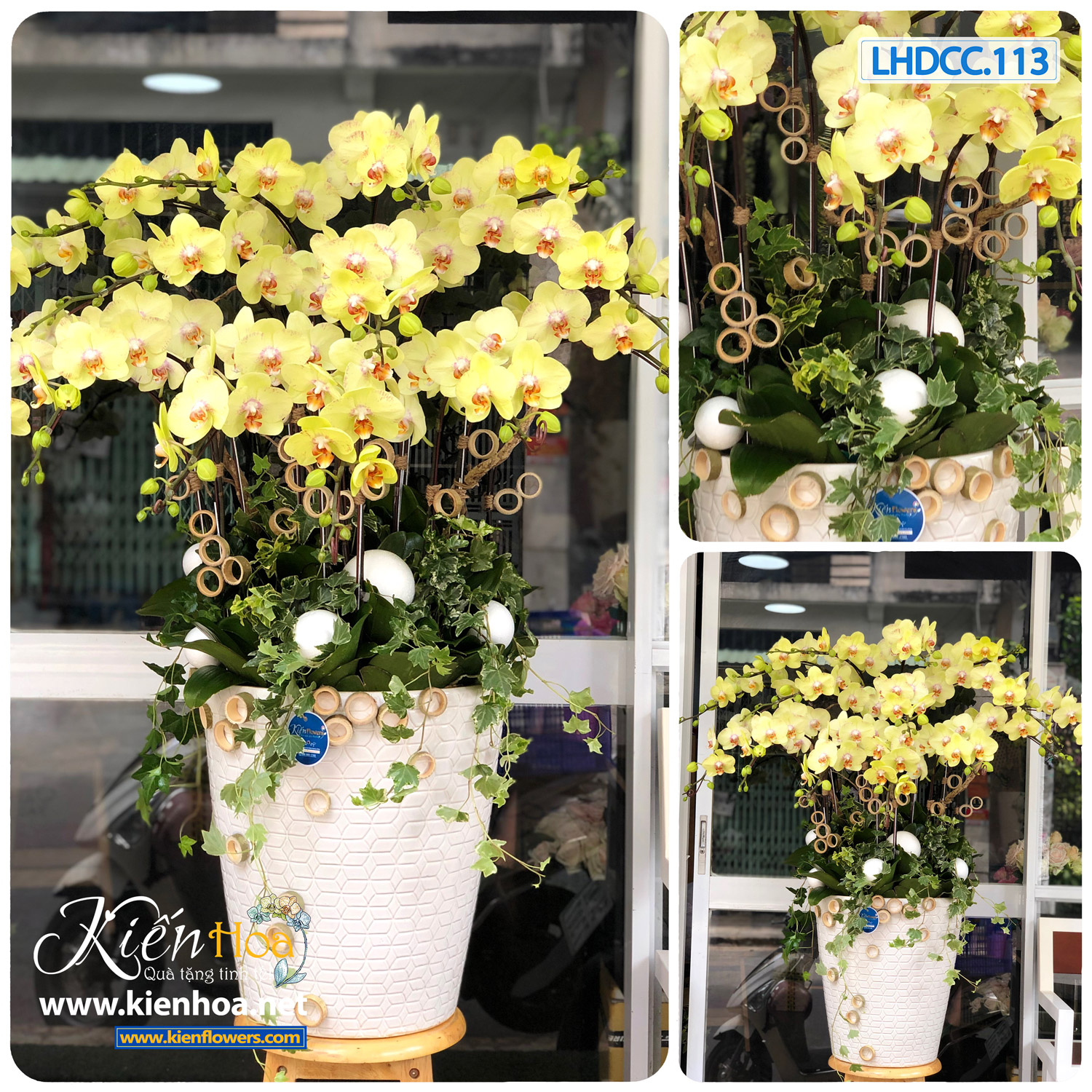 Chậu Lan Hồ Điệp Trên 10 Cành