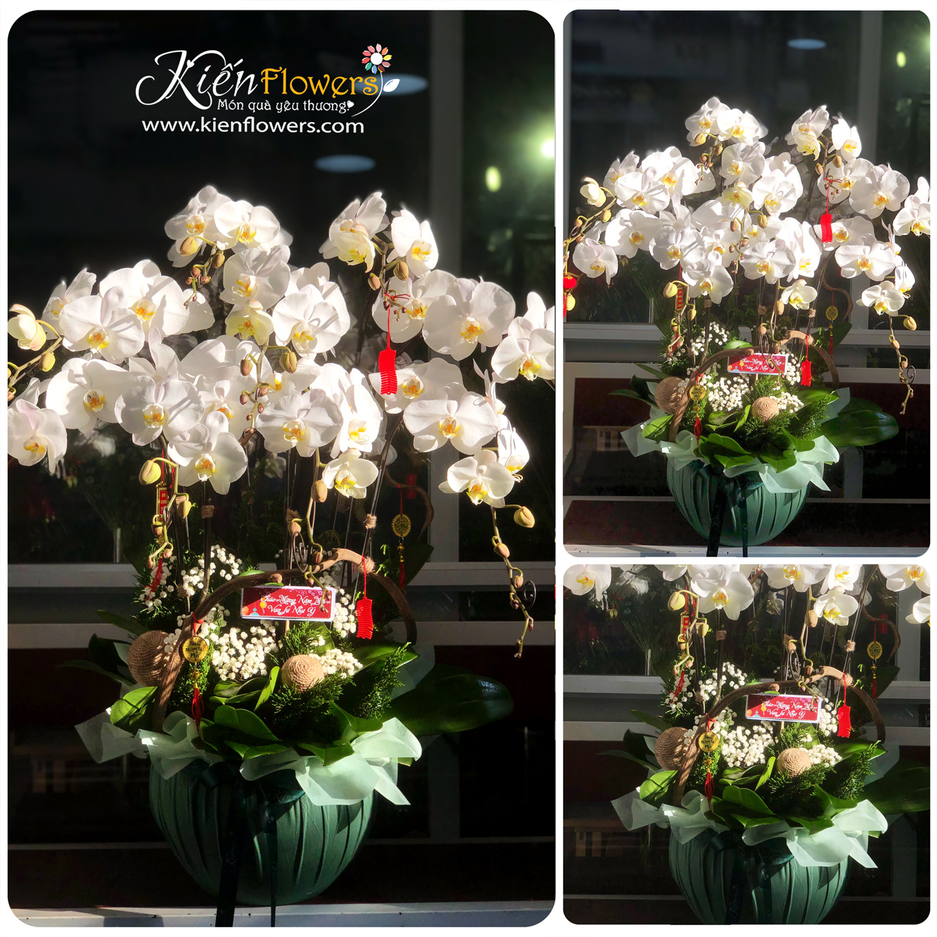 Chậu Lan Hồ Điệp 5-10 Cành