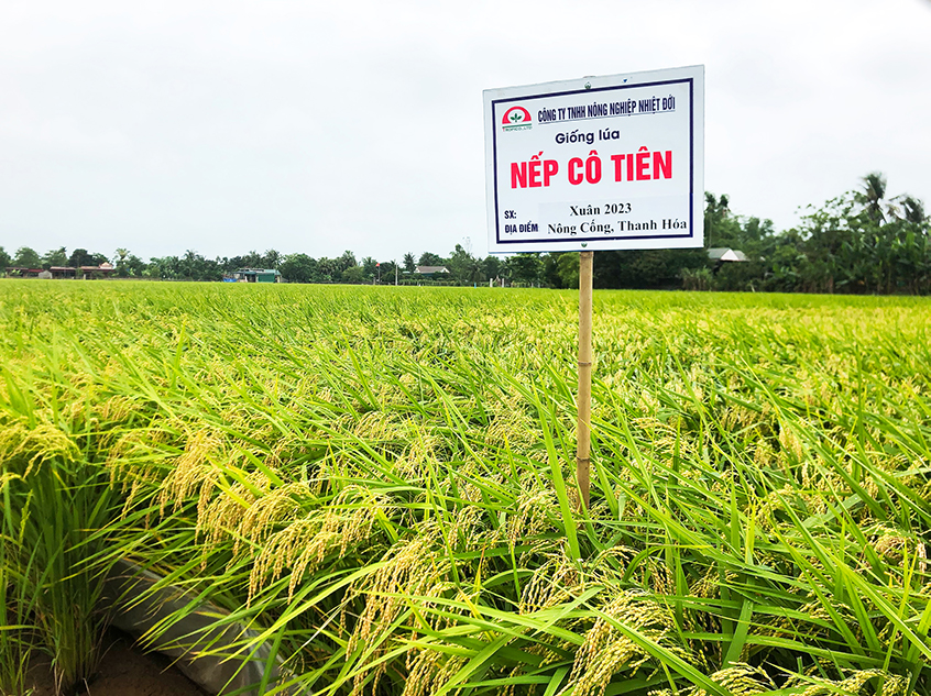 🎉Nông Cống- Thanh Hóa lại dc mùa LÚA NẾP CÔ TIÊN🌾